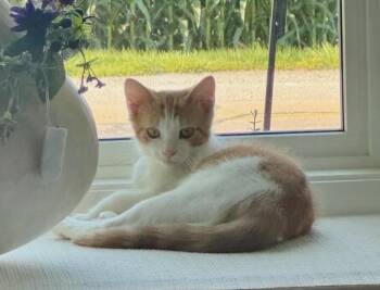 "COLBY" -  Domestic Short Hair and Tabby Cat for Adoption in North East, Maryland - "COLBY" | PetCurious