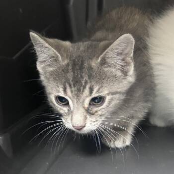 Pencilo -  Domestic Short Hair Cat for Adoption in Philadelphia, Pennsylvania - Pencilo | PetCurious