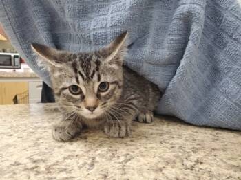 Rescue Domestic Short Hair Cats for Adoption in Maumee, Ohio - Stormy | PetCurious