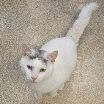 Pretty Boy -  Domestic Short Hair Cat for Adoption in Bristol, Indiana - Pretty Boy | PetCurious
