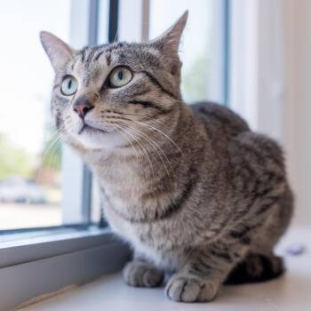 Mongo -  Domestic Short Hair Cat for Adoption in Saint Paul, Minnesota - Mongo | PetCurious