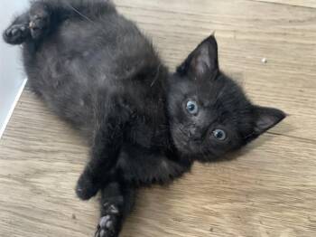 INDIA -  Domestic Short Hair Cat for Adoption in Charlotte, North Carolina - INDIA | PetCurious