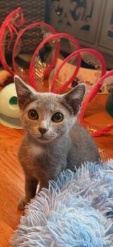Yoda -  Russian Blue and Domestic Short Hair Cat for Adoption in Columbus, Indiana - Yoda | PetCurious