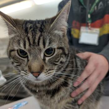 Domestic Short Hair Cats Available for Adoption - Maverick | PetCurious