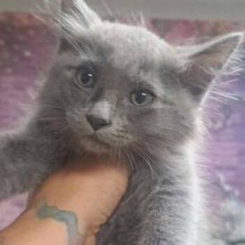 Lochness -  Domestic Medium Hair and Domestic Short Hair Cat for Adoption in Fort Collins, Colorado - Lochness | PetCurious