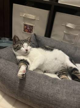 Rescue Domestic Short Hair Cats for Adoption in St. Peters, Missouri - Belle | PetCurious