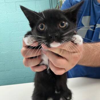 Domestic Short Hair Cats Available for Adoption - Kujo | PetCurious