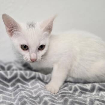 Fritzy -  Domestic Short Hair Cat for Adoption in Wiggins, Mississippi - Fritzy | PetCurious