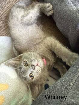 Domestic Short Hair Cats Available for Adoption in WDM, Iowa - Whitney | PetCurious