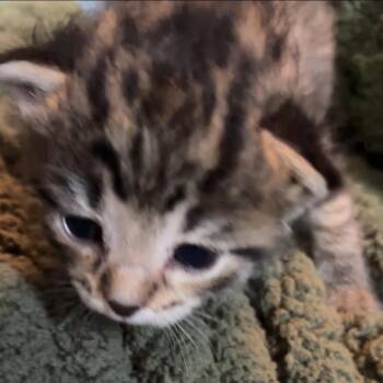 Gala -  Domestic Short Hair Cat for Adoption in Monroe, Michigan - Gala | PetCurious