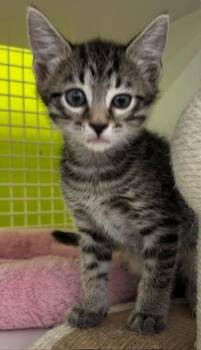 Michael -  Domestic Short Hair Cat for Adoption in Fort Myers, Florida - Michael | PetCurious