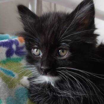 Stellar -  Domestic Long Hair Cat for Adoption in Baker City, Oregon - Stellar | PetCurious