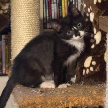 Phoenix Joslin-CJ -  Domestic Short Hair Cat for Adoption in Tallahassee, Florida - Phoenix Joslin-CJ | PetCurious