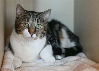 BUTTERCUP -  Domestic Short Hair Cat for Adoption in Colorado Springs, Colorado - BUTTERCUP | PetCurious