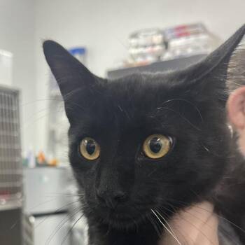 Evander -  Domestic Short Hair Cat for Adoption in Idaho Falls, Idaho - Evander | PetCurious