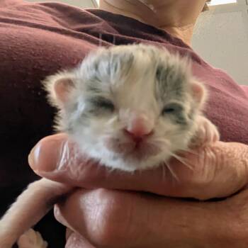Phoebe -  Domestic Long Hair Cat for Adoption in Marysville, Ohio - Phoebe | PetCurious