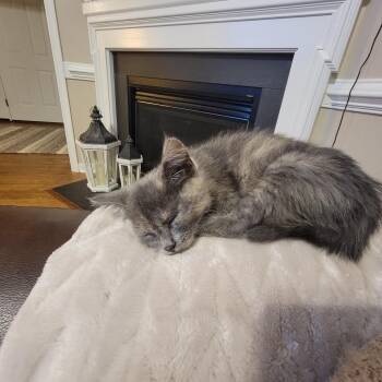 American Shorthair Cats Available for Adoption in Roanoke, Virginia - Bandita | PetCurious