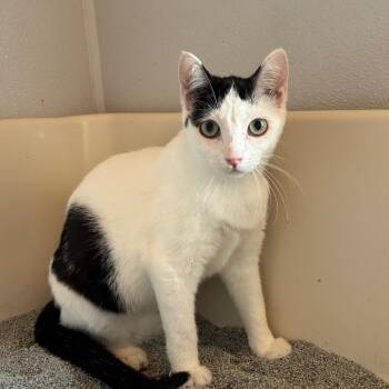Cookie -  Domestic Short Hair Cat for Adoption in Midland, Texas - Cookie | PetCurious