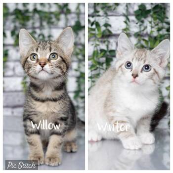 Willow & Winter - Bonded Sisters -  Siamese and Tabby Cat for Adoption in Tuscaloosa, Alabama - Willow & Winter - Bonded Sisters | PetCurious