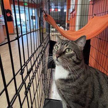 Domestic Short Hair Cats Available for Adoption in Westminster, California - Irving | PetCurious