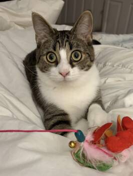 Domestic Short Hair Cats Available for Adoption - Teo | PetCurious