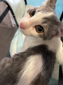 Domestic Short Hair Cats Available for Adoption in Plano, Texas - Bingo A217922 | PetCurious