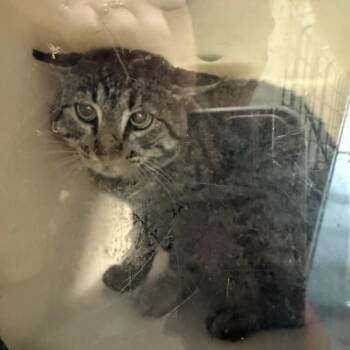 Fuji - Adoptable Barn Cat -  Domestic Short Hair Cat for Adoption in Flagstaff, Arizona - Fuji - Adoptable Barn Cat | PetCurious