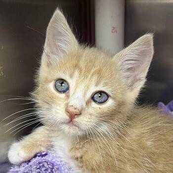 Gino -  Domestic Short Hair Cat for Adoption in Palm Springs, California - Gino | PetCurious