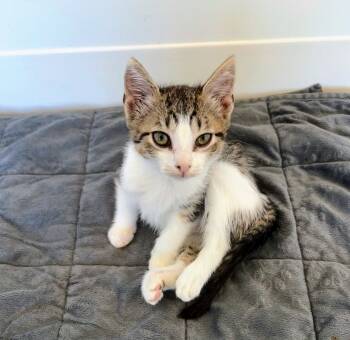 Rescue Domestic Short Hair Cats for Adoption in Chapel Hill, North Carolina - Peg | PetCurious