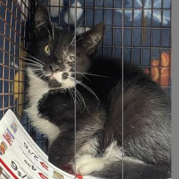 Chuck Taylor -  Domestic Short Hair Cat for Adoption in Philadelphia, Pennsylvania - Chuck Taylor | PetCurious