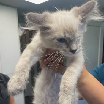 Pop Eye -  Siamese Cat for Adoption in Holly, Michigan - Pop Eye | PetCurious