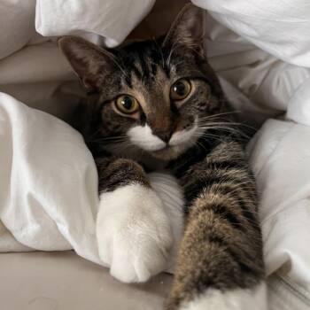 Rescue Domestic Short Hair Cats for Adoption in Merrifield, Virginia - Dudley Do-Right Rockbridge | PetCurious