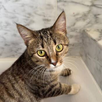 Pearl Heart -  Domestic Short Hair Cat for Adoption in Gibsonia, Pennsylvania - Pearl Heart | PetCurious