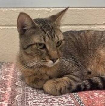 Banana (Pounce Cafe) -  Domestic Short Hair Cat for Adoption in Charleston, South Carolina - Banana (Pounce Cafe) | PetCurious