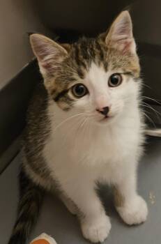 Biscotti -  Domestic Short Hair Cat for Adoption in Washburn, Wisconsin - Biscotti | PetCurious