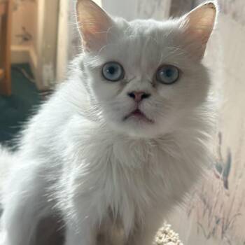 Persian Cats Available for Adoption in Woodmere, New York - Walter | PetCurious
