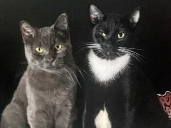Domestic Short Hair Cats Available for Adoption in El Paso, Texas - Lucifer | PetCurious