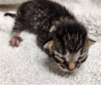 Domestic Short Hair Cats Available for Adoption in Fort Lauderdale, Florida - A2474555 | PetCurious