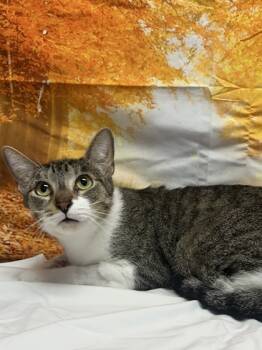 Rescue Domestic Short Hair Cats for Adoption in San Antonio, Texas - Quesadilla | PetCurious