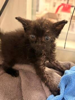 ROMAN -  Domestic Short Hair Cat for Adoption in Baytown, Texas - ROMAN | PetCurious