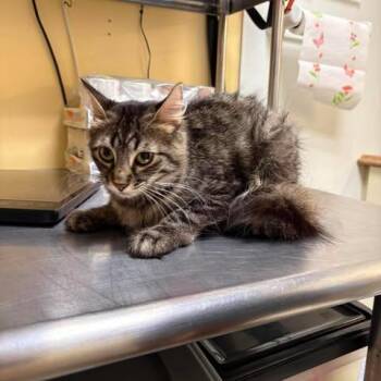 Beatrix -  Domestic Medium Hair Cat for Adoption in Shinnston, West Virginia - Beatrix | PetCurious