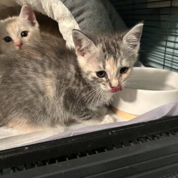 Layla -  Domestic Short Hair Cat for Adoption in Ferndale, Michigan - Layla | PetCurious