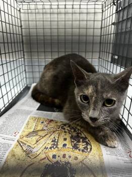 Domestic Short Hair Cats Available for Adoption in Pasadena, Texas - A184143 | PetCurious