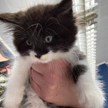 Domestic Long Hair Cats Available for Adoption in Summerlee, West Virginia - Tex | PetCurious