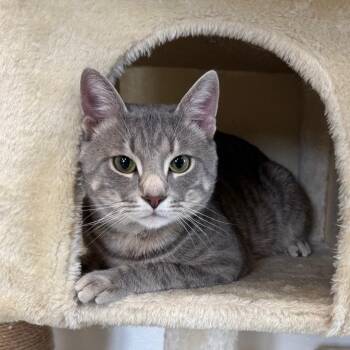 Billy -  Domestic Short Hair Cat for Adoption - Billy | PetCurious