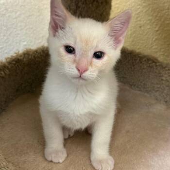 Domestic Short Hair Cats Available for Adoption in Flagstaff, Arizona - Link W/ Rhett | PetCurious