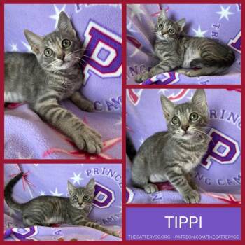 Tippi -  Domestic Short Hair Cat for Adoption in Corpus Christi, Texas - Tippi | PetCurious