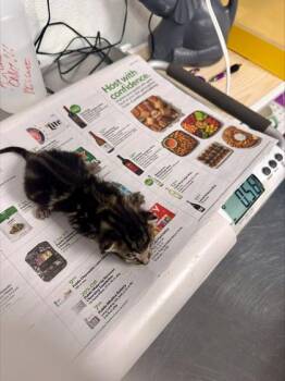 Auzzie -  Domestic Short Hair Cat for Adoption in Daytona Beach, Florida - Auzzie | PetCurious