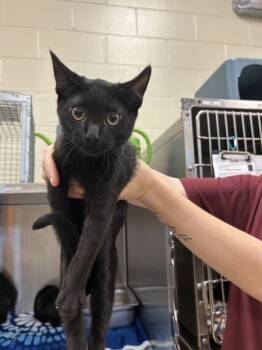 Rescue Domestic Short Hair Cats for Adoption in Covington, Georgia - 22888 | PetCurious
