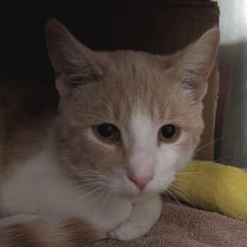 Domestic Short Hair Cats Available for Adoption in West Olive, Michigan - Brake Pad (Chow Hound Standale) | PetCurious